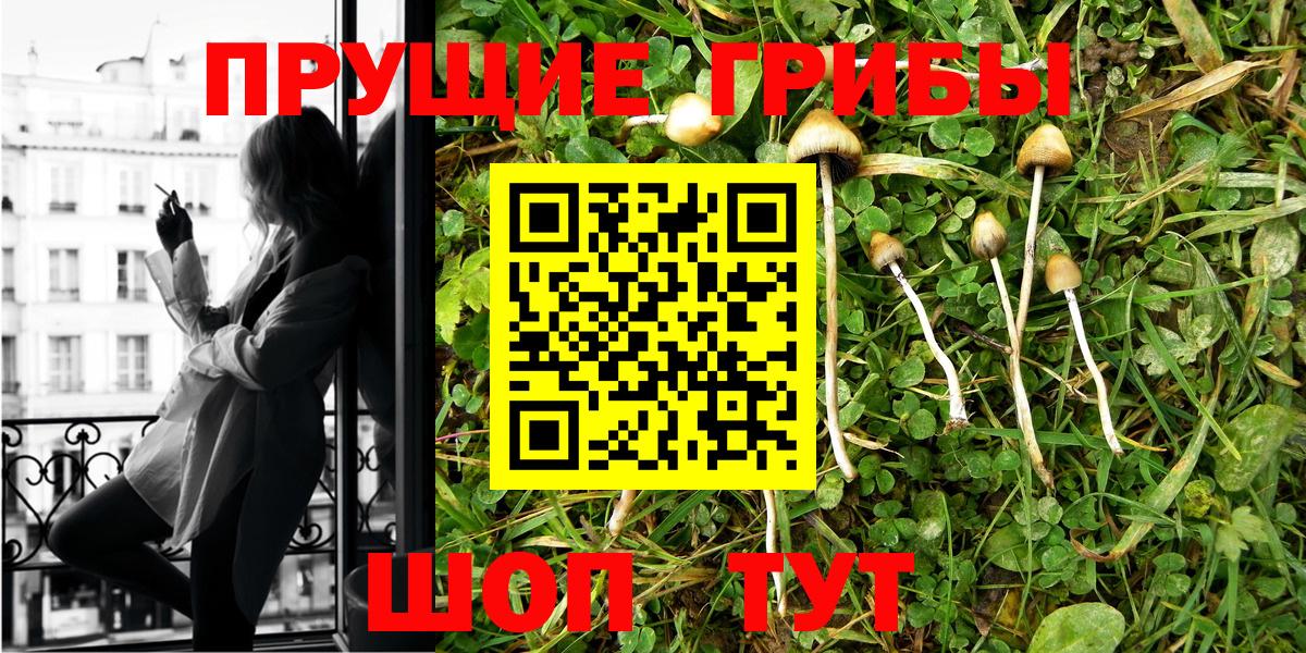 Псилоцибиновые грибы Psilocybe Нерюнгри